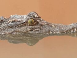 Crocodile Stock Footage