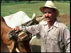 Farmers go back to basics to cut fuel costs News Clip