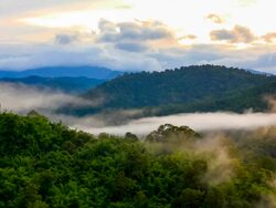Tropical rain forest in misty Stock Footage