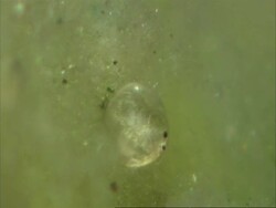 Cypris: a freshwater ostracod Stock Footage