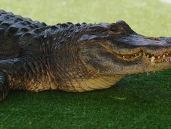 American alligator sits on grass, teeth, eyes and scales are clearly seen in close-up. Stock Footage