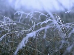 Frozen grass Stock Footage