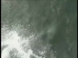 MS High angle view of Peale's dolphin leaping and diving through water, Antarctica Stock Footage