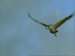 European Crane (Grus grus) in flight, north-east Extremadura in Dehesa, Spain Stock Footage
