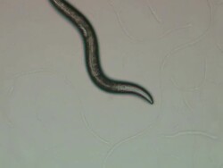 Caenorhabditis elegans (C.elegans) moving across surface of agar plate Stock Footage