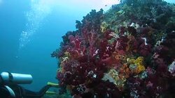 Small pinnacle with rich soft coral undersea, Raja Ampat Stock Footage
