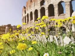 Coliseum at summer in Rome Stock Footage