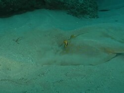 CU Blue spotted ribbon tail lying on sea floor / Matola, Maputo, Mozambique Stock Footage