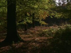 MS Autumn Leaves Falling Clearing / Brussels, Belgium Stock Footage
