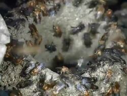 Meliponine bees (sweat bees) at the entrance of their nest on the rainforest floor, Ecuador. Stock Footage