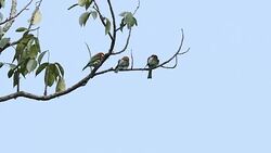 The life of Birds Stock Footage