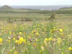 WS R/F View of Field of Namaqualand daisies moving and swaying / Namaqualand, Northern Cape, South Africa Stock Footage