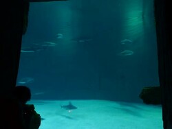 TIME LAPSE: Shark Reef Aquarium At Mandalay Bay Time Lapses Stock Footage