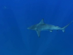 MS Shot of Blacktip sharks swimming in open water with sunlight filtering through water surface / Aliwal Shoal, Kwa Zulu Natal, South Africa Stock Footage