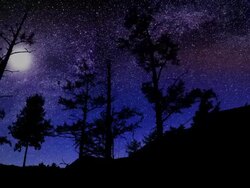 Amazing Forest Night Sky Milky Way Moon and Stars Time Lapse 4k Stock Footage
