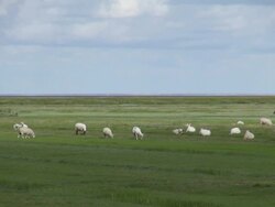 WS View of sheep's on salt meadows and people walking through meadow, North Sea North Frisia / Westerhever / Westerhever, Schleswig Holstein, Germany Stock Footage