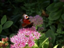 Peacock Butterfly Stock Footage