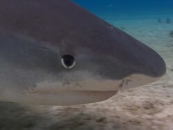 Tiger shark, Galeocerdo cuvier, searches for food, Bahamas  Stock Footage
