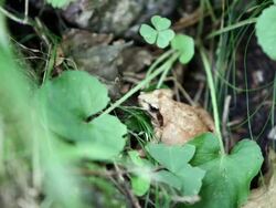 CU Shot of frog / Yeongju, Gyeongsangbuk-do, South Korea Stock Footage