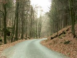 MS Shot of road on autumnal German mix forest / Dresden, Saxony, Germany  Stock Footage