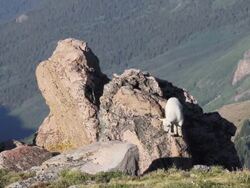 MS Mountain goat kids playing on rock on the tundra  / Idaho Springs, Colorado, United States Stock Footage