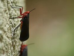 Fulgorid bug Stock Footage