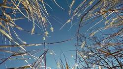 Wild gras, bottom point of view Stock Footage