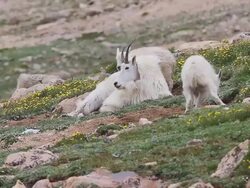 MS Shot of Mountain goat (Oreamnos americanus) kid playing and jumping with nanny on tundra / Idaho springs, Colorado, United States Stock Footage