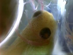 Frog, BCU advanced frog embryo development ?. Panama. Stock Footage