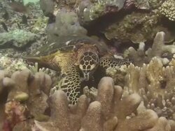 Turtle Feeding Stock Footage