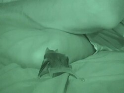 A vampire bat crawls on a bed with a sleeping man. Stock Footage