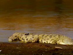 MS Two crocodiles resting by river bank / Masai Mara, Kenya Stock Footage