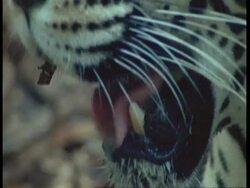 BCU Jaguar panting, South America Stock Footage