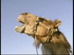 Camel head chewing the cud, wearing harness, CU, Israel Stock Footage