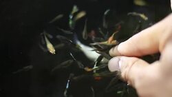 Small fish nibble finger. Stock Footage