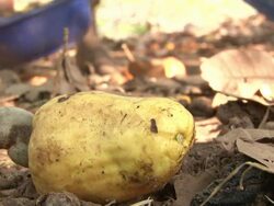 Fallen cashew apples picked up from the ground Stock Footage