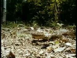 MS high speed Puff Adder, Bitis arietans, poised concertina like on leaf litter in aggressive stance, strikes to camera, Kenya Stock Footage