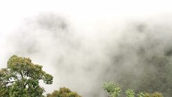 Fog drifts through a rain forest. Stock Footage