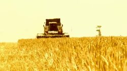 Harvesting of grain harvesters Stock Footage