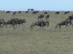 Wildebeest and Zebras Running Stock Footage