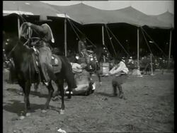 B/W breaking wild horses-Buffalo Bill's Wild West Show / 1910's / No SOUND Stock Footage