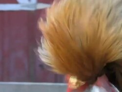 Rooster Farm Stock Footage