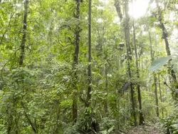 Sunset in the rainforest, time-lapse Stock Footage