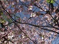 Dogwood Blossoms Stock Footage