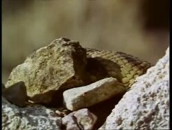 CU Rattlesnake slithers along behind rocks, flicks tongue, USA Stock Footage