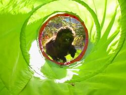 HD SLOW MOTION: Dog Agility Stock Footage