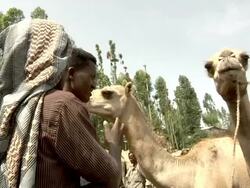 Ethiopian men selling camels at camel market Stock Footage