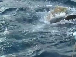 Medium hand-held - A shark thrashes at the surface of the ocean as it grabs bait. Stock Footage