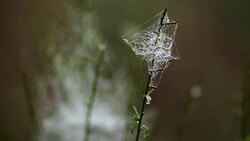 Plants (flowers) in Caucasus Stock Footage