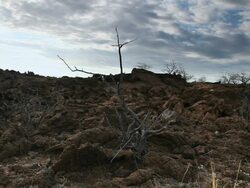MS Shot of dead trees surrounded by lava rock with clusters of tall dry yellow grass blowing in wind / Waikoloa Village, Hawaii, Big Island, United States Stock Footage
